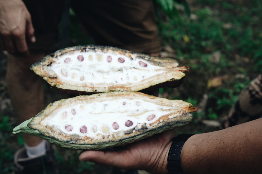 
                  
                    A journey into the Ecuadorian Amazon
                  
                